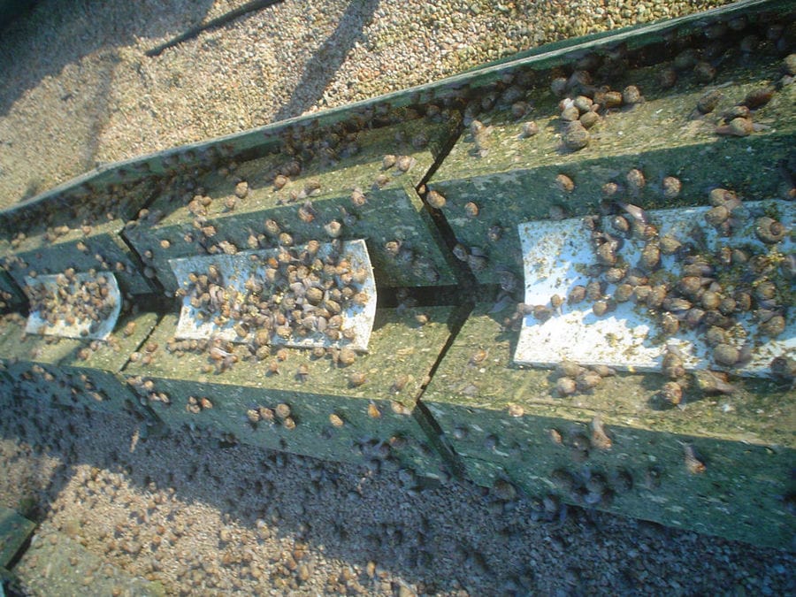 view up close of land snails on solid surface at 'Mastic Snails' farm