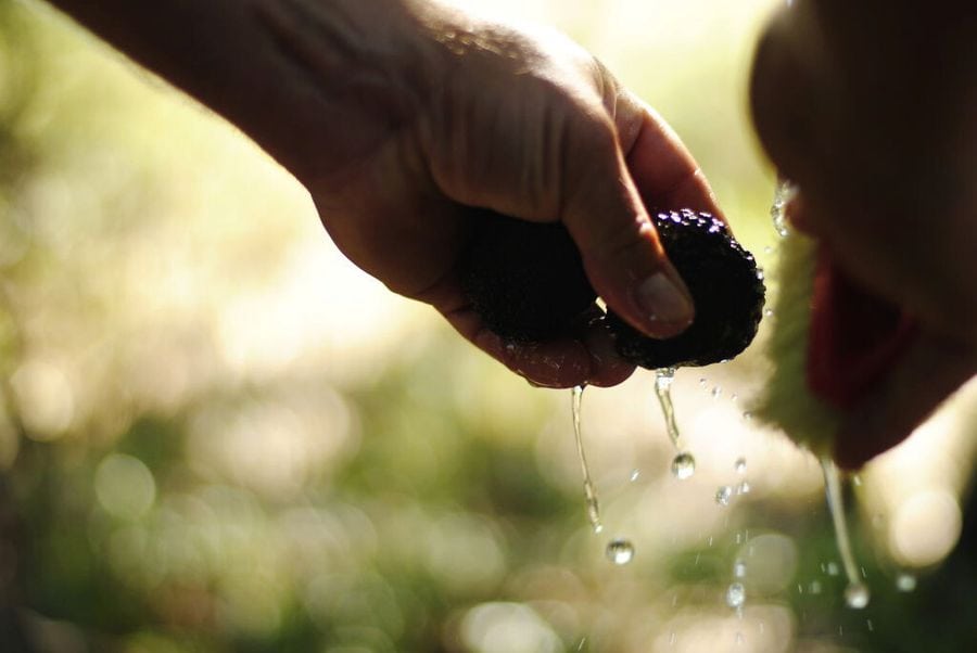 close-up of man holding and washing a black truffle in nature around the area of 'Mushroom Museum Meteora'