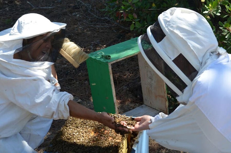 a woman beekeeper holding bees and showing them to another beekeeper at 'Melissavet'