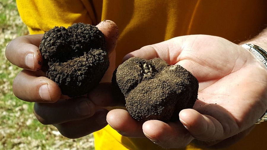 close-up of men holding black truffles in nature around the area of 'Mushroom Museum Meteora'