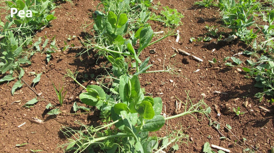 close-up of pea plants at Antonopoulos Farm crops