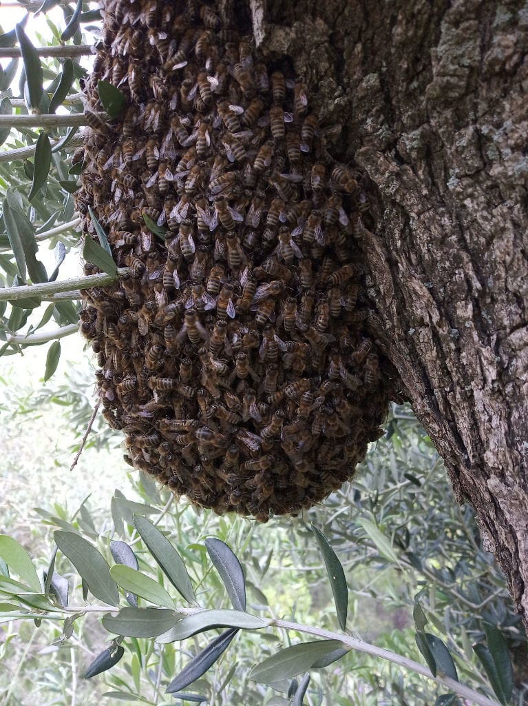 close-up of bees' nest on on a tree trunk at 'Melissavet'