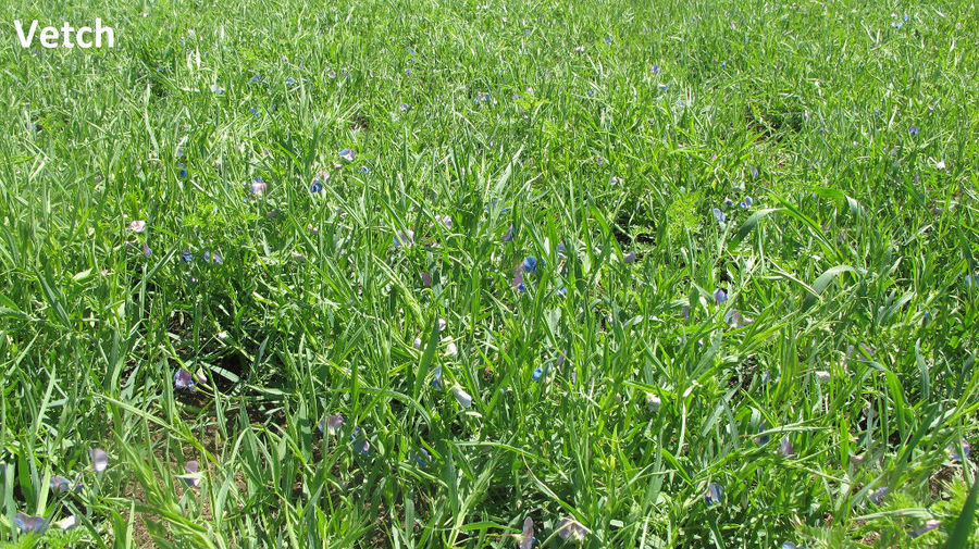 close-up of vetch plants with blue flowers at Antonopoulos Farm crops