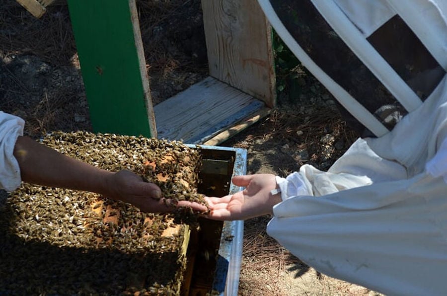 a woman beekeeper holding bees and showing them to another beekeeper at 'Melissavet'