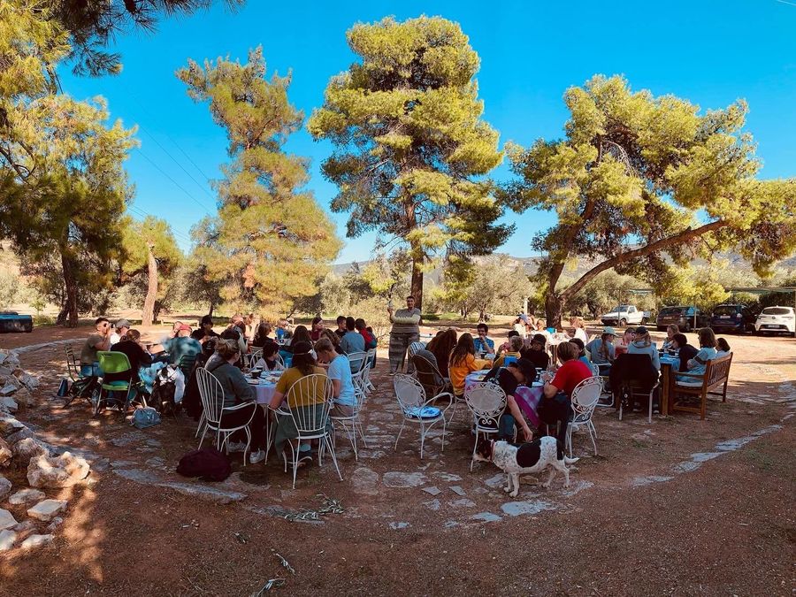 Olive oil tasting in the olive grove with tables and chairs