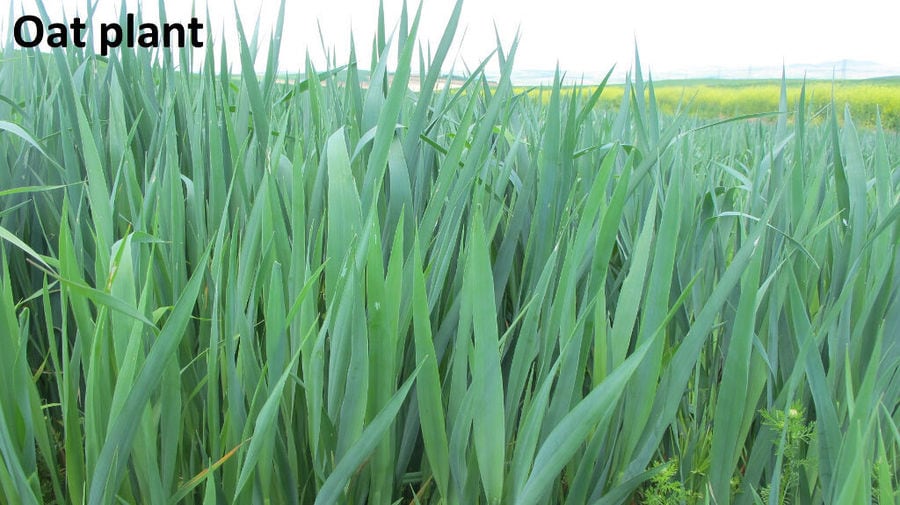 close-up of oat plants at Antonopoulos Farm crops