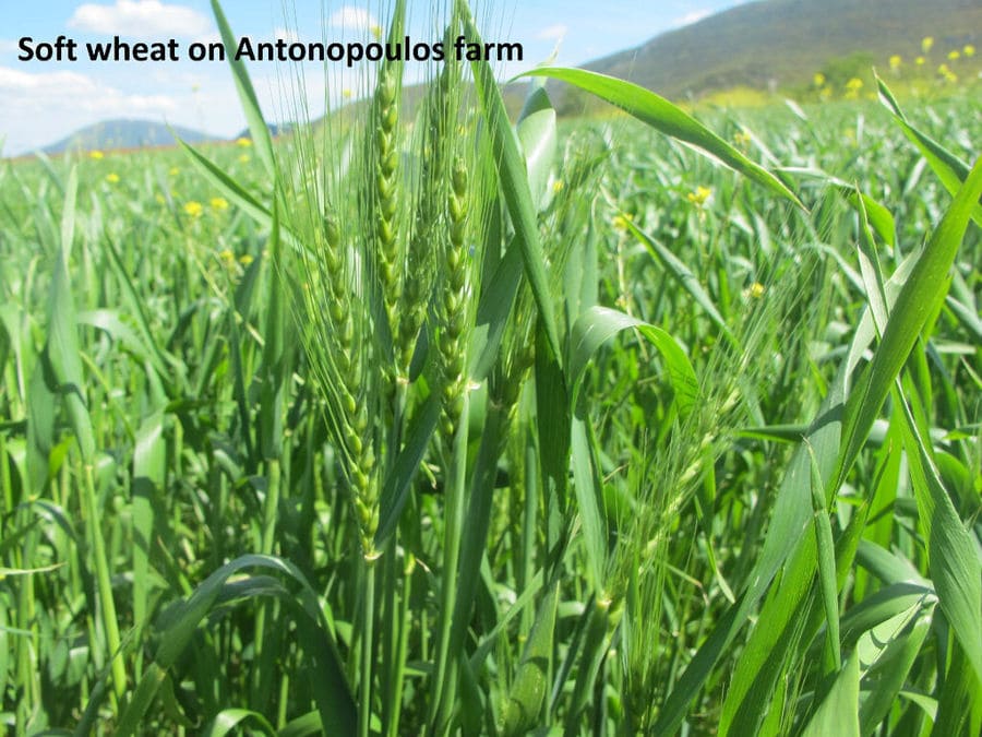 close-up of soft wheat plants at Antonopoulos Farm crops