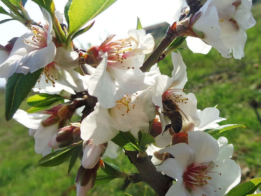 branches of almonds flowers with bees at ''Gea Olympou' crops