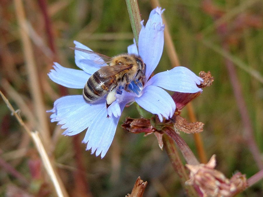 a bee on white flower around 'Gea Olympou'