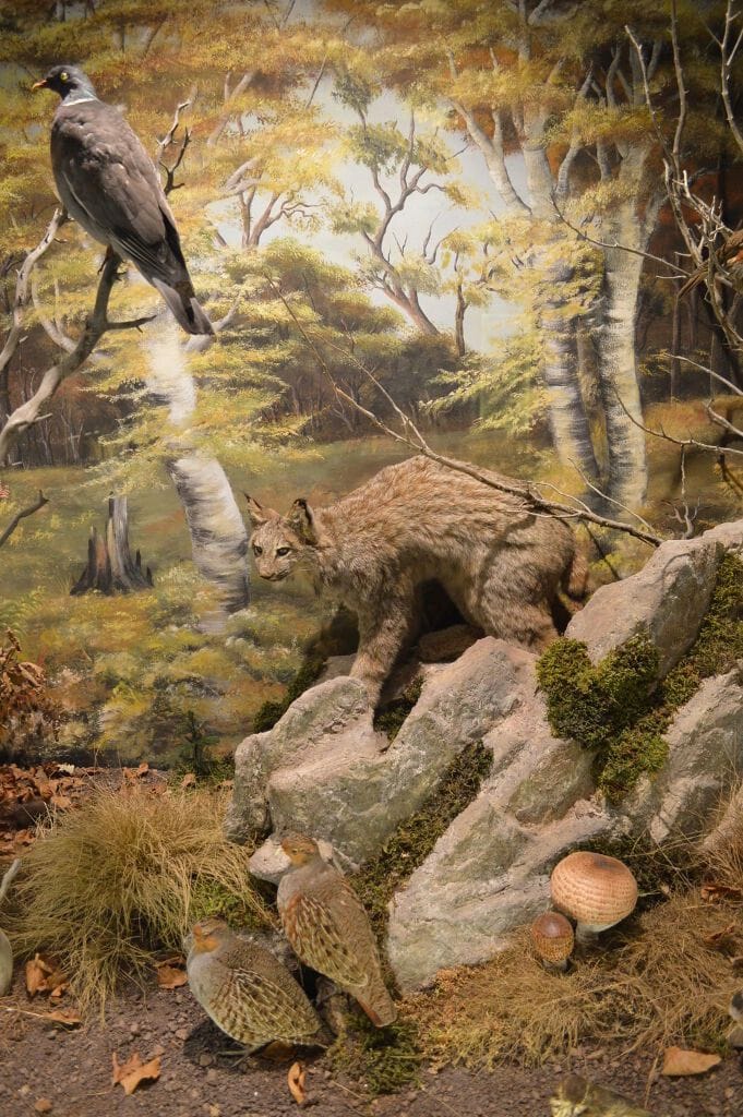 bobcat specimen at 'Mushroom Museum Meteora'