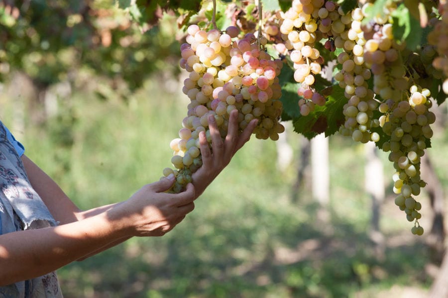 a girl holding a big banch of white grapes at 'Acheon Winery'