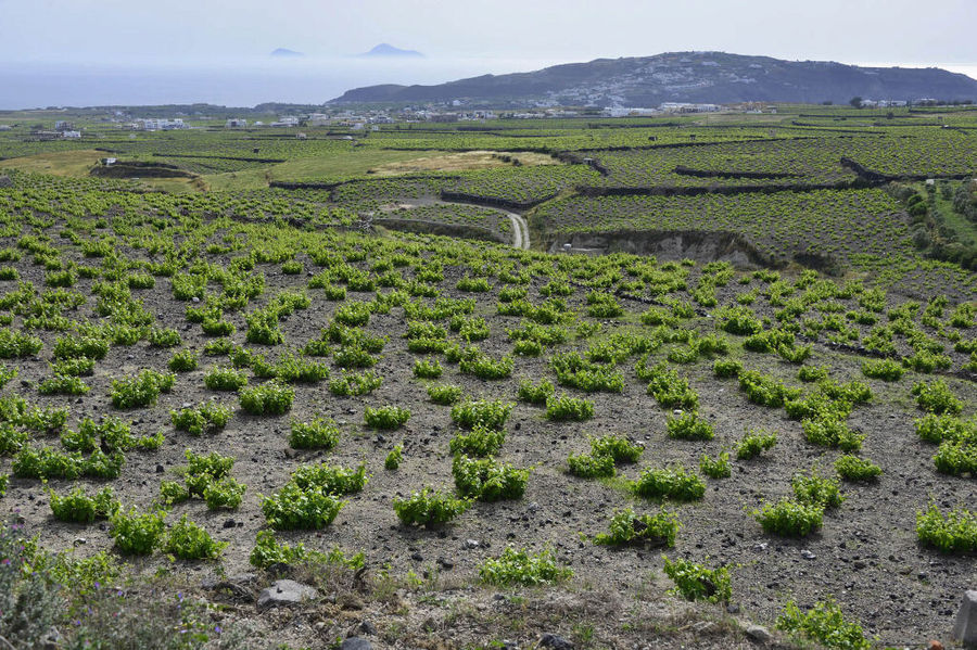 Santorini vines known as koulara at Gaia Wines Santorini vineyards and mountains in the background