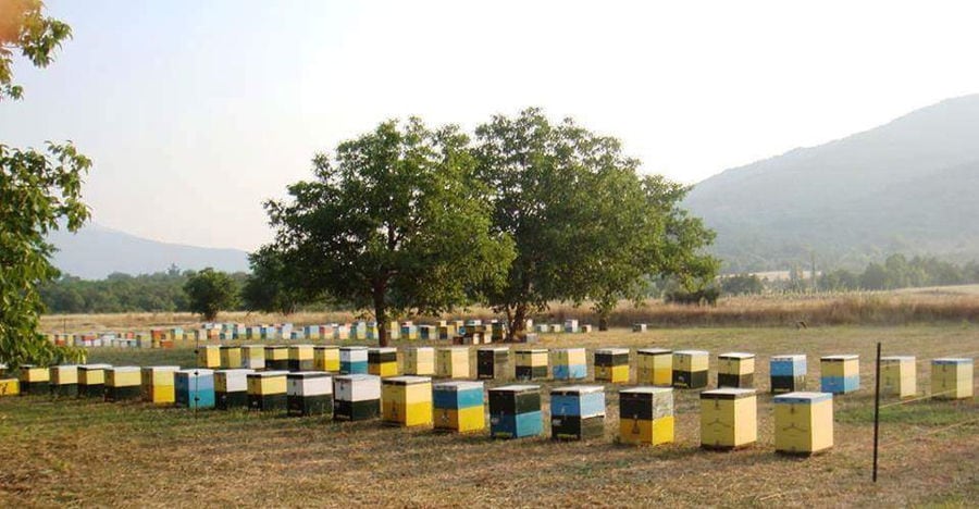 beehives on the ground surronded two trees at 'Gea Olympou' area