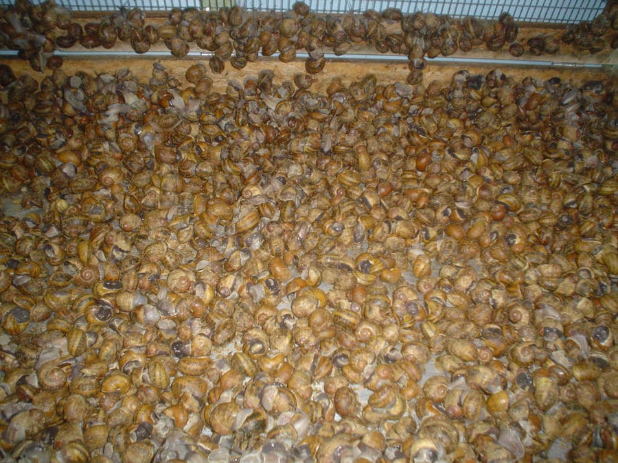 view up close of land snails on solid surface at 'Mastic Snails' farm