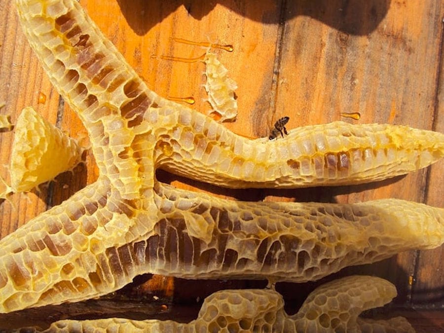 close-up of a honey comb on the wood surface at 'Melissavet'