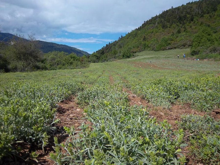 'Olympus Herbs' crops of green aromatic herbs and trees and blue sky in the background