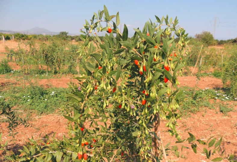 goji berries tree with fruits at Kollia Organic Farm crops