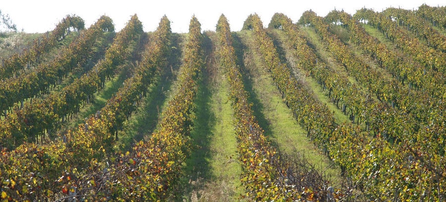 rows of vines at 'Tsililis' vineyards