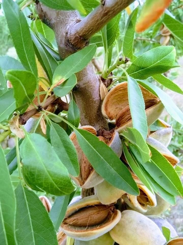 branches of ripe almonds at 'Gea Olympou' crops