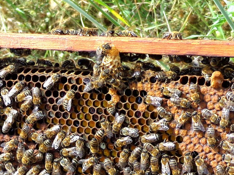 hive with bees from 'Gea Olympou'