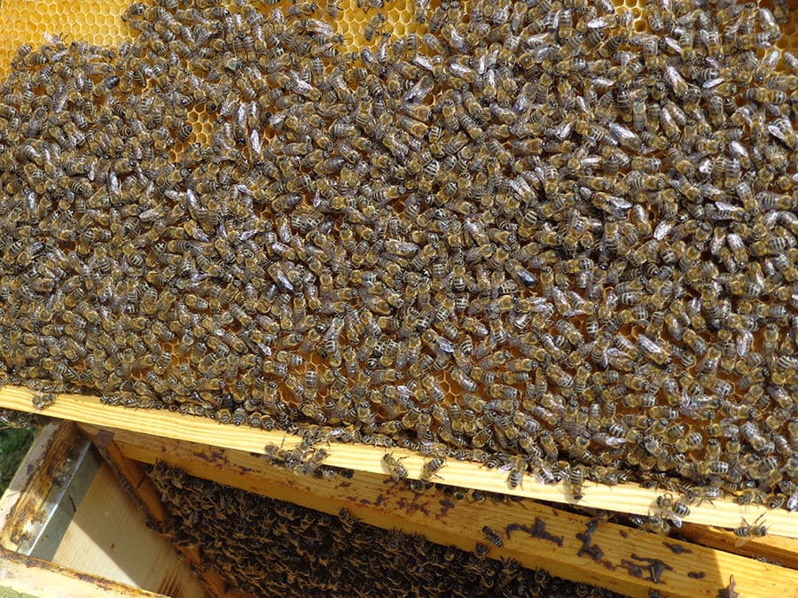 hive with bees from 'Gea Olympou'