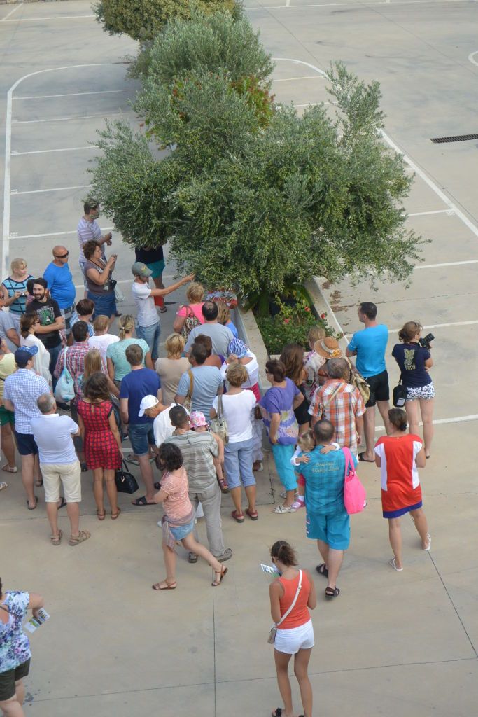view from above of visitors listening to a guide at 'Vassilakis Estate' outside and watching olive trees