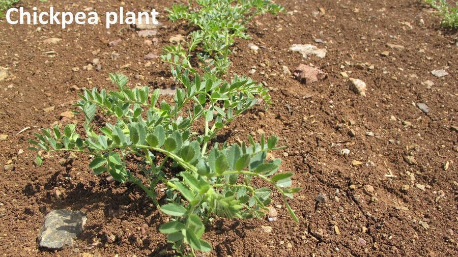 close-up of row of chickpea plants at Antonopoulos Farm crops