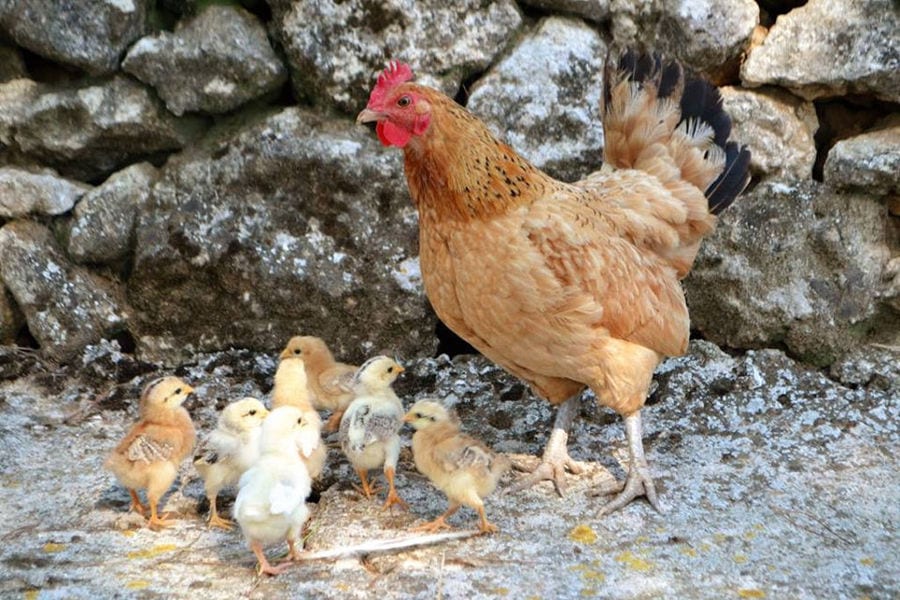 a mother hen with her baby chicks are by the wall stone and watching to the camera at En Kefallinia Organic Farm Restaurant