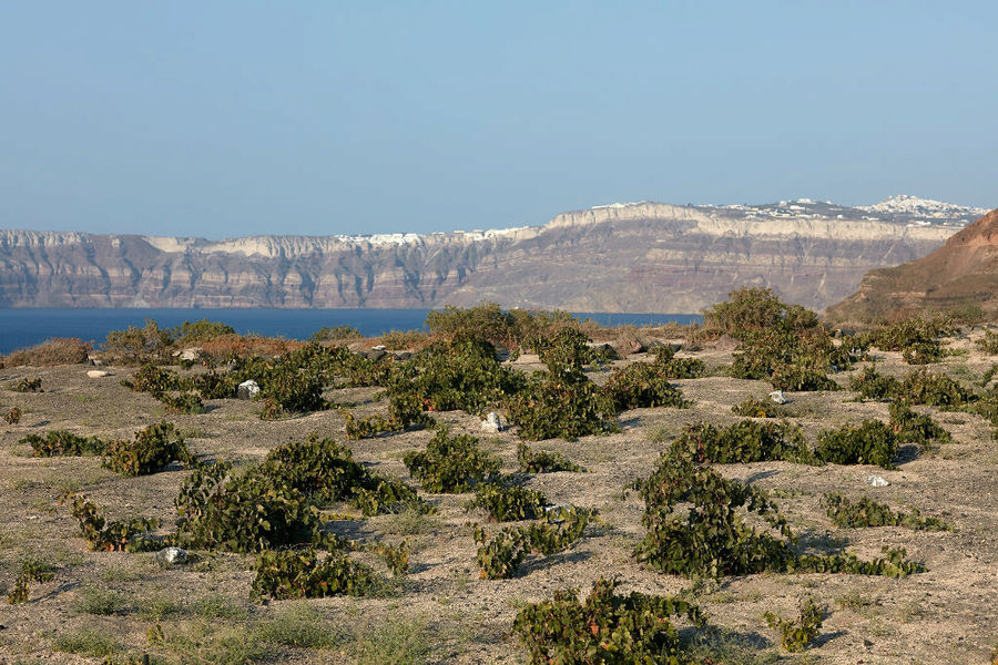 Santorini vines known as koulara at Gaia Wines Santorini vineyards and mountains in the background