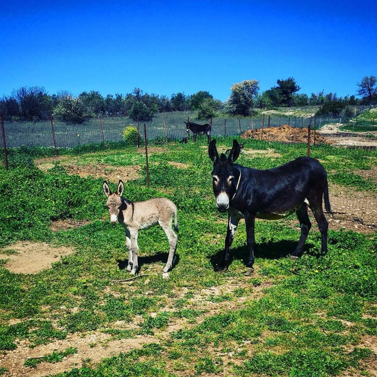 a black donkey with her baby watching at the camera at 'Gala Onou' farm