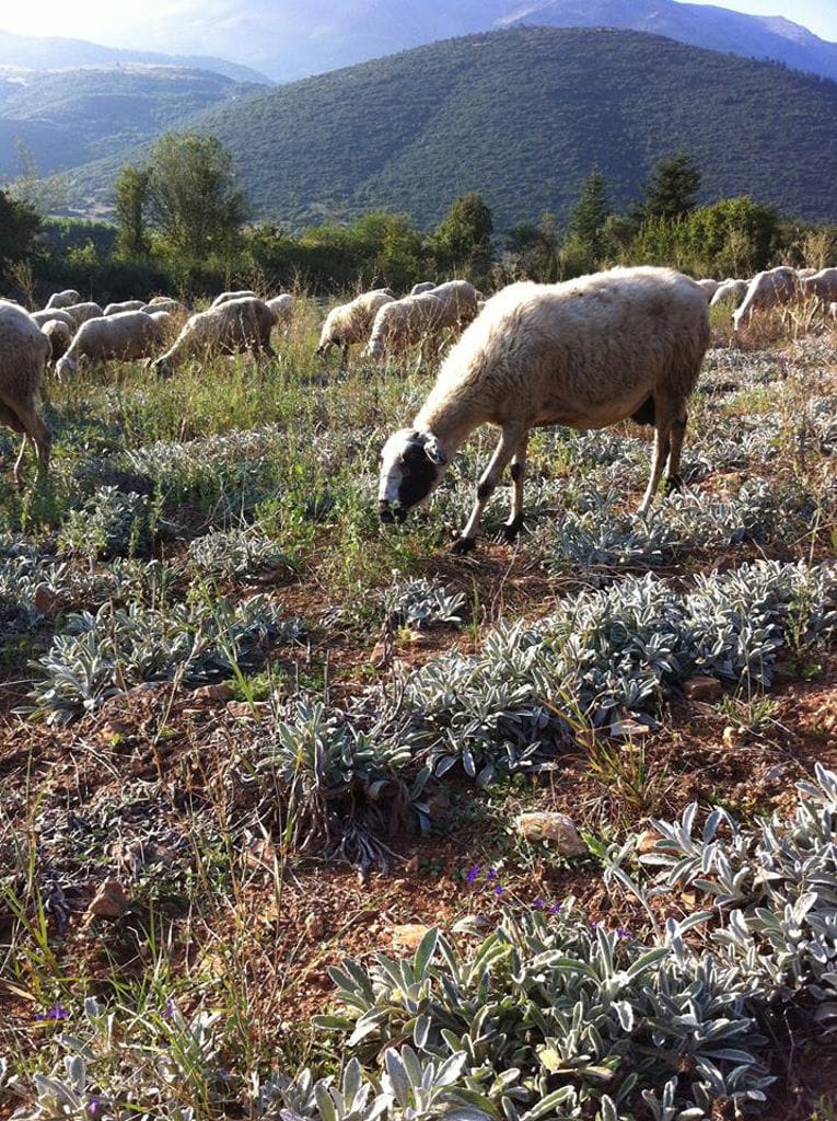 sheeps grazing on grass in the background of mountains around 'Olympus Herbs' crops