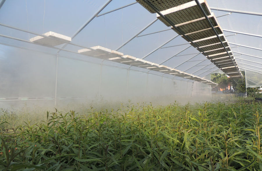 irrigation system for goji berries sapling at Kollia Organic Farm greenhouse