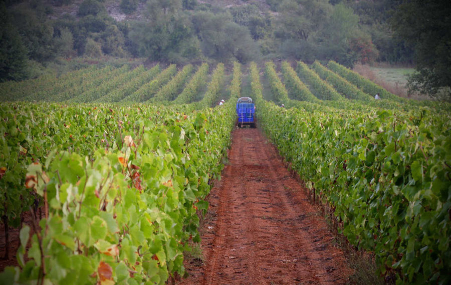 tractor between two rows of vines and carrying crates of grapes into Tselepos Winery vineyards