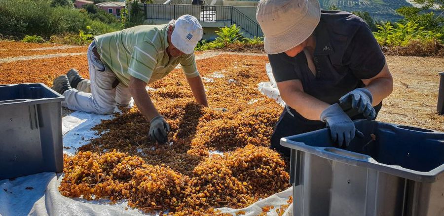 Two men picking dry rasins from the raffia on the ground in crates at Yiayia’s Tastes