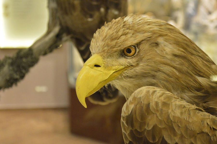 close-up of eagle specimen at 'Mushroom Museum Meteora'