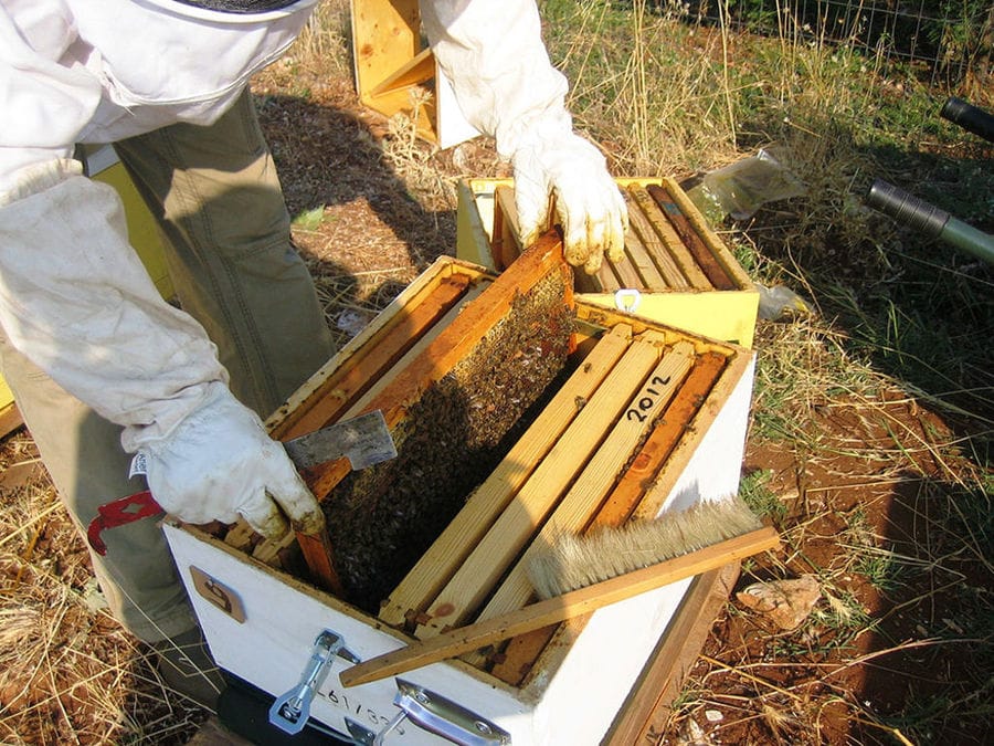 beekeeper holding honeycomb panel and aa shovel in nature at 'Gea Olympou' area