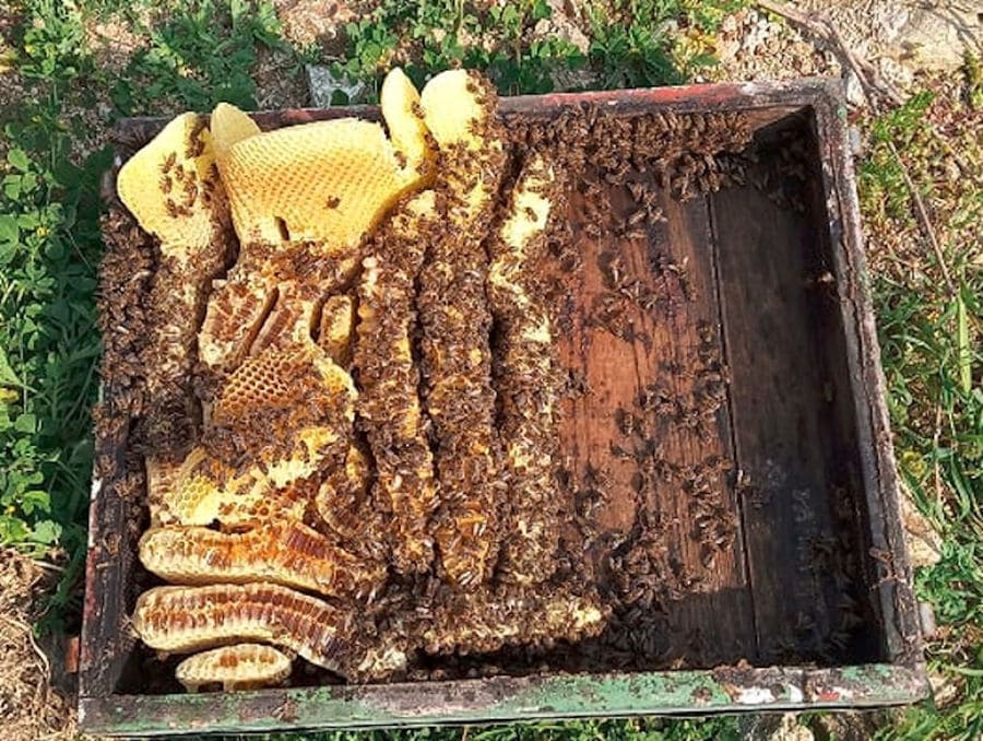 close-up of pieces of honey comb with bees in woden box at 'Melissavet'