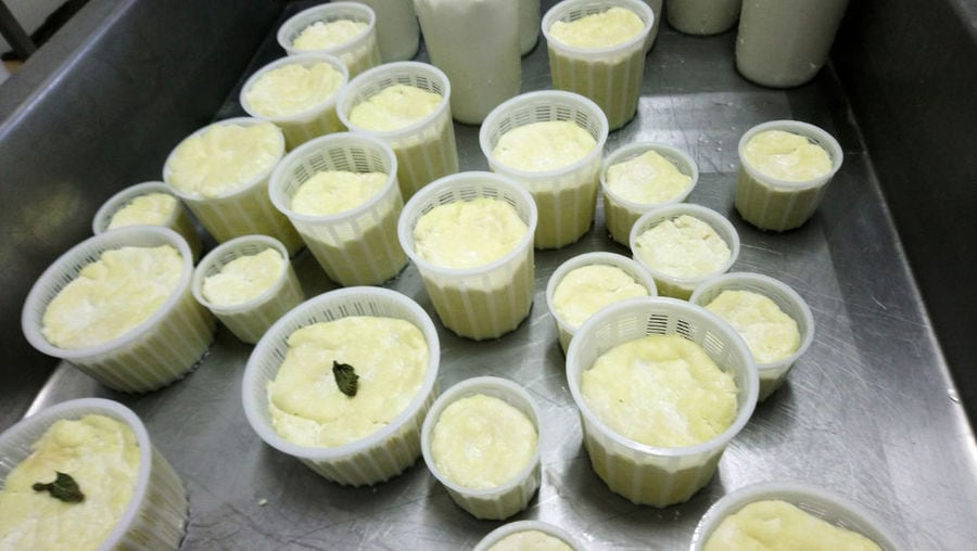 plastic bowls with fresh white cheeses on aluminum was at 'Naos' plant