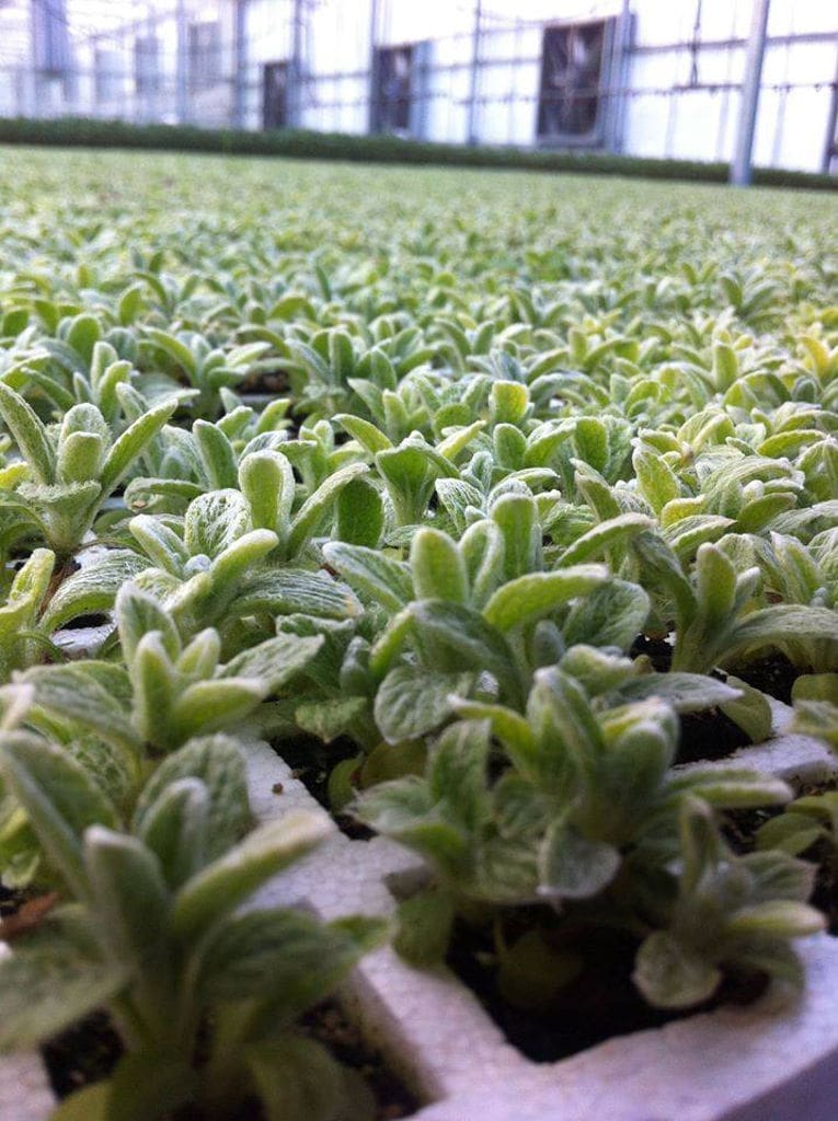 view up close of Sideritis seedlings in plastic boxes at 'Olympus Herbs' greenhouse