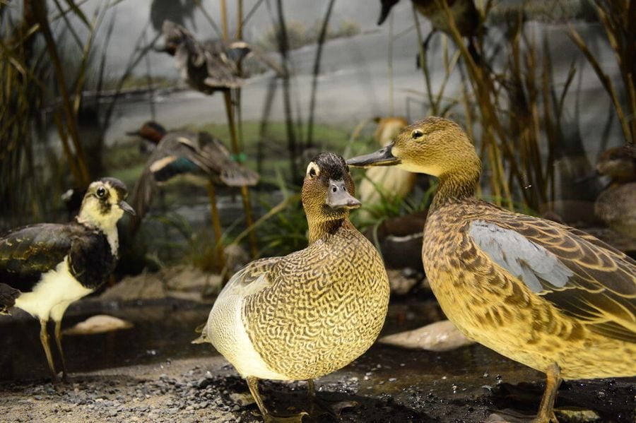 duck specimens at 'Mushroom Museum Meteora'