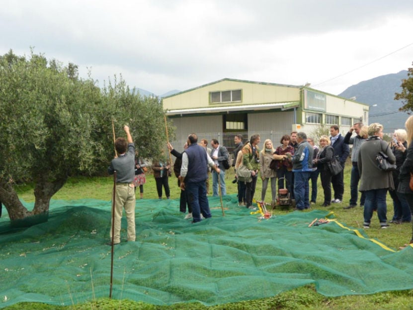 a group of tourists watching olive harvest at 'Vassilakis Estate' with a building in the background