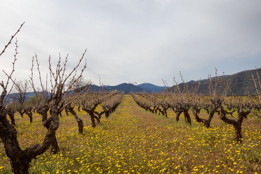 leafless vineyards of 'Acheon Winery' with yellow flowers on the ground