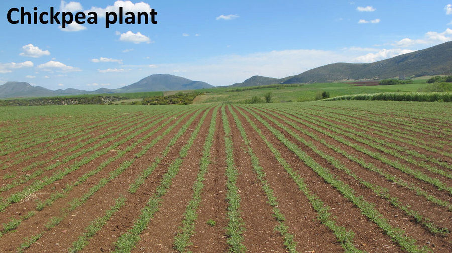 rows of chickpea crops at Antonopoulos Farm and mountains and blue sky in the background