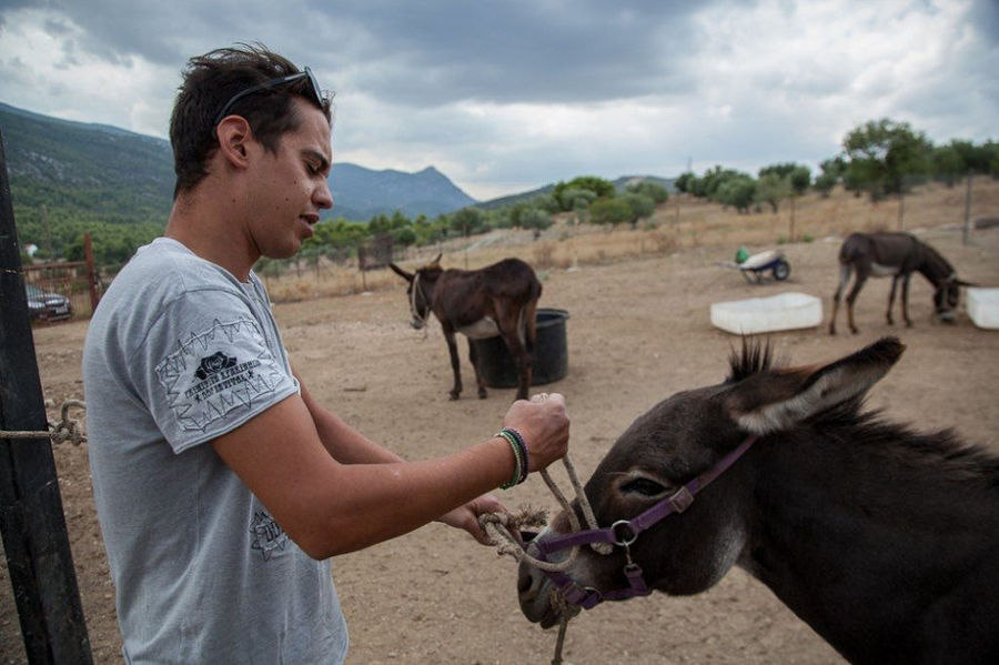boy putting a bridle to donkey at 'Gala Onou' farm