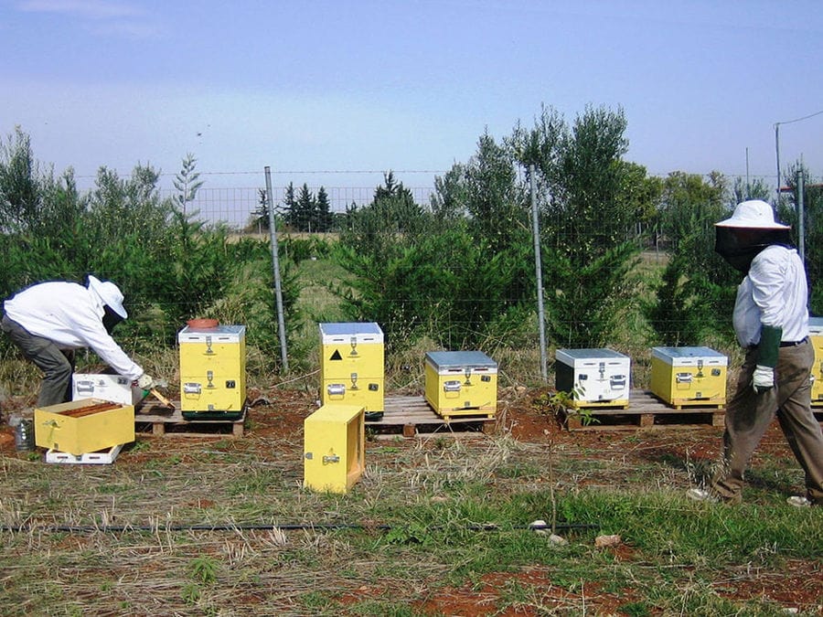 two beekeepers working to hives with bees in nature around 'Gea Olympou'