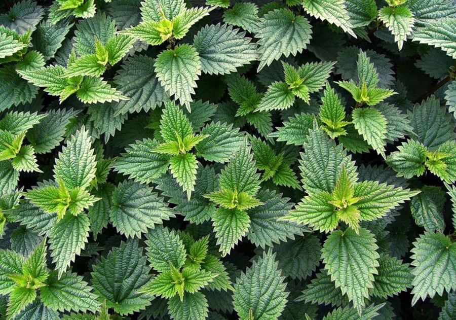 view up close of menta seedlings at 'Olympus Herbs' greenhouse