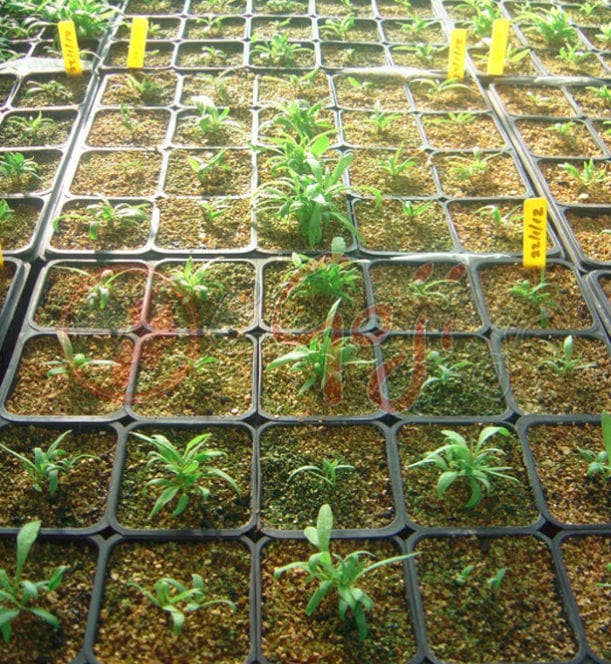 plastic pots with goji berries sapling at Kollia Organic Farm greenhouse