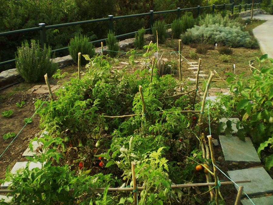 'Vateri Guest House' vegetables garden with tomatoes and bushes of rosemary