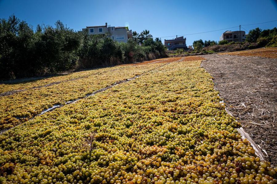 bunches of grapes on the raffia on the ground to dry in the sun at Yiayia’s Tastes