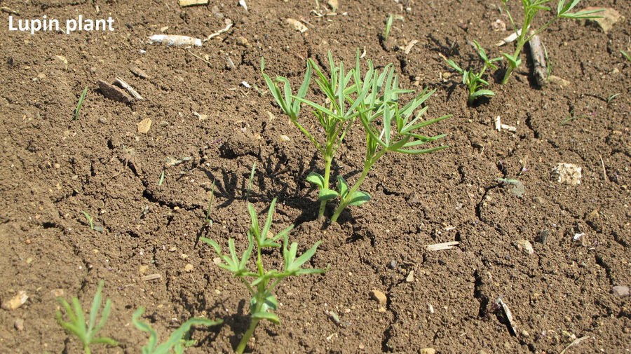 close-up of lupin plants at Antonopoulos Farm crops